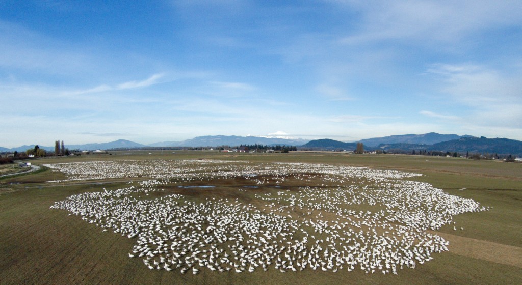 20150305_Snow_Geese