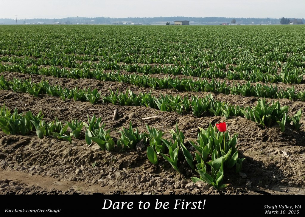 20150310_Dare_Tulip