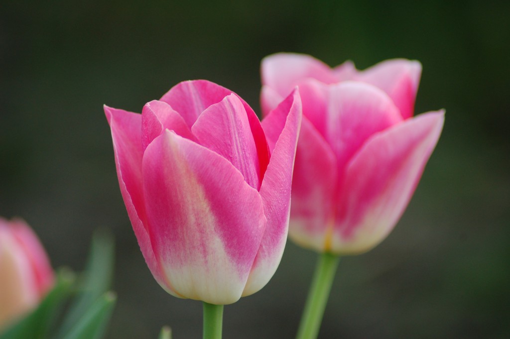 20150317_Tulips_002