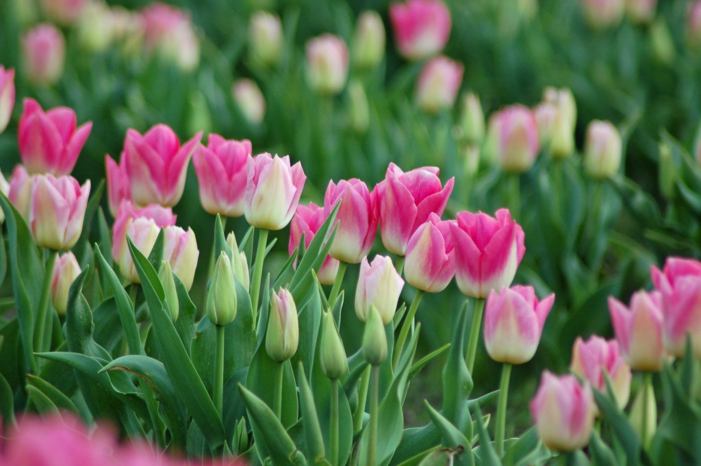 20150317_Tulips_003