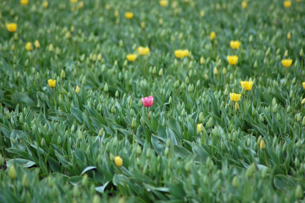 20150317_Tulips_004