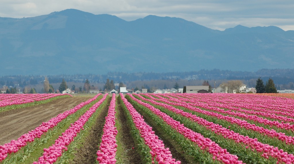 20150317_Tulips_005