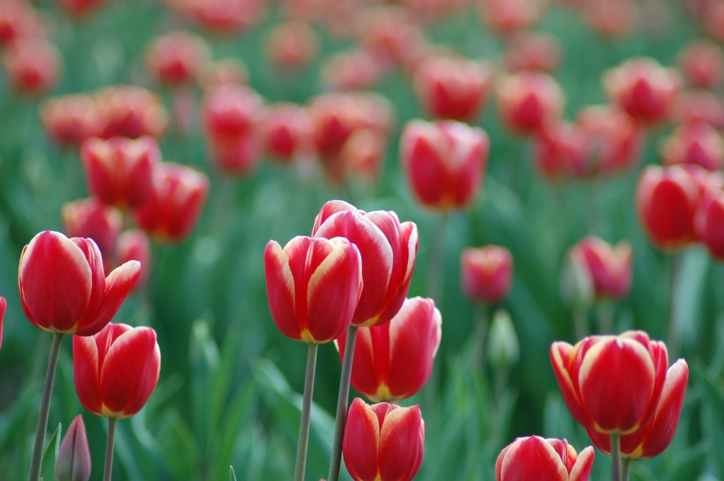 20150317_Tulips_006