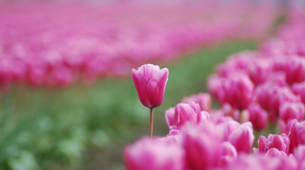 20150317_Tulips_007