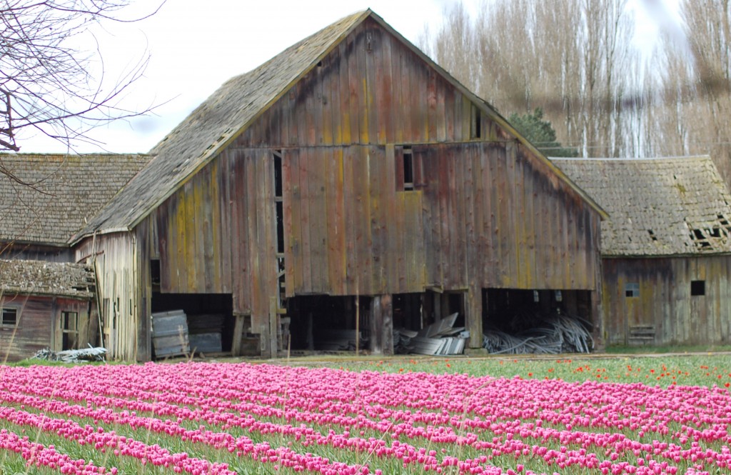 20150317_Tulips_008