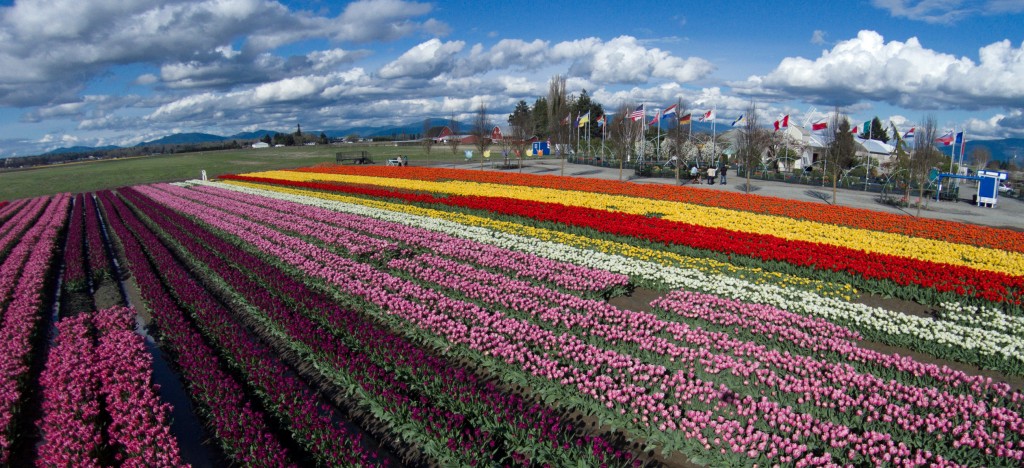 20150324_Tulip_Town_002