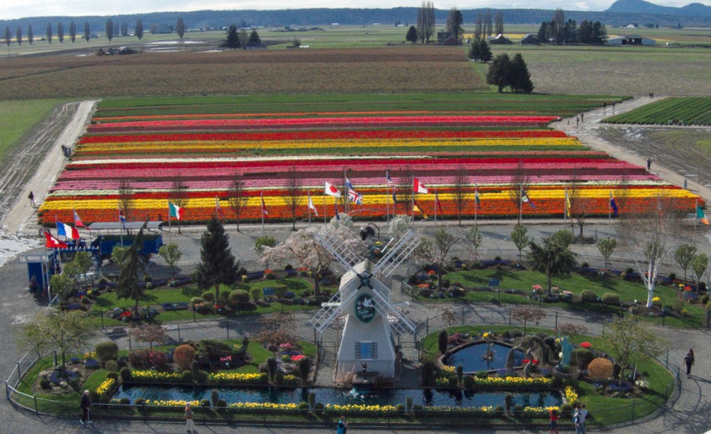 20150324_Tulip_Town_006