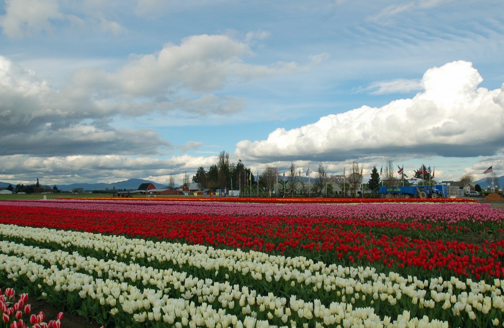 20150324_Tulip_Town_008