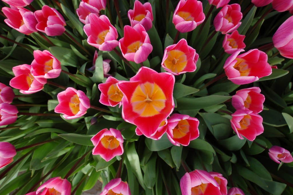 20150324_Tulip_Town_010