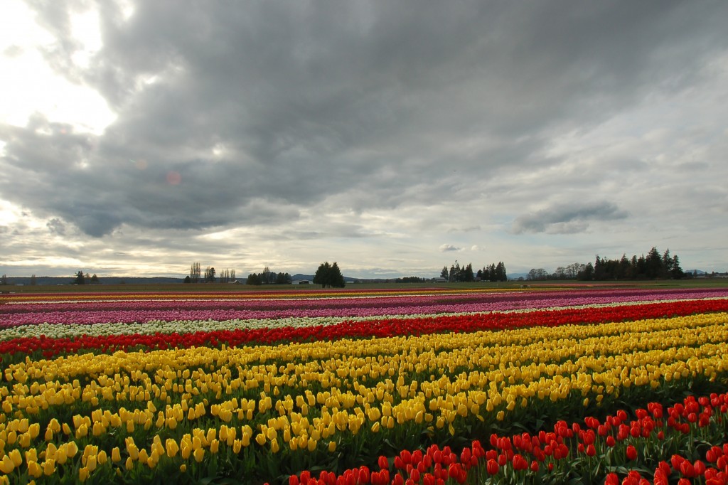 20150324_Tulip_Town_N_001