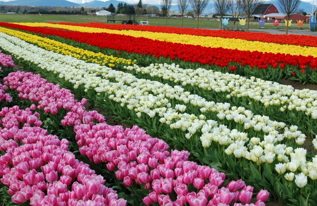 20150324_Tulip_Town_N_013