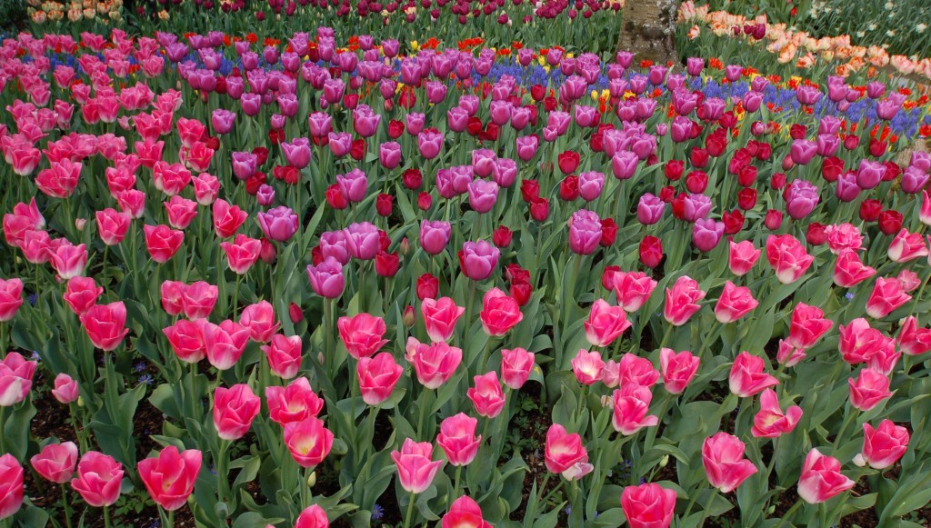 20150327_Tulips_003