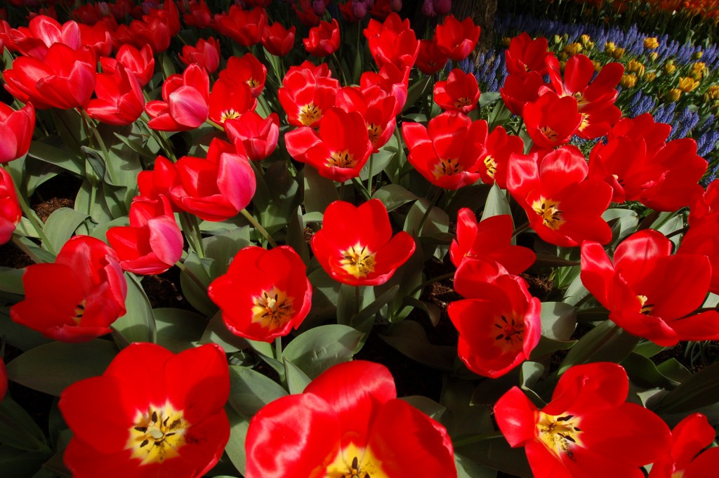 20150327_Tulips_004