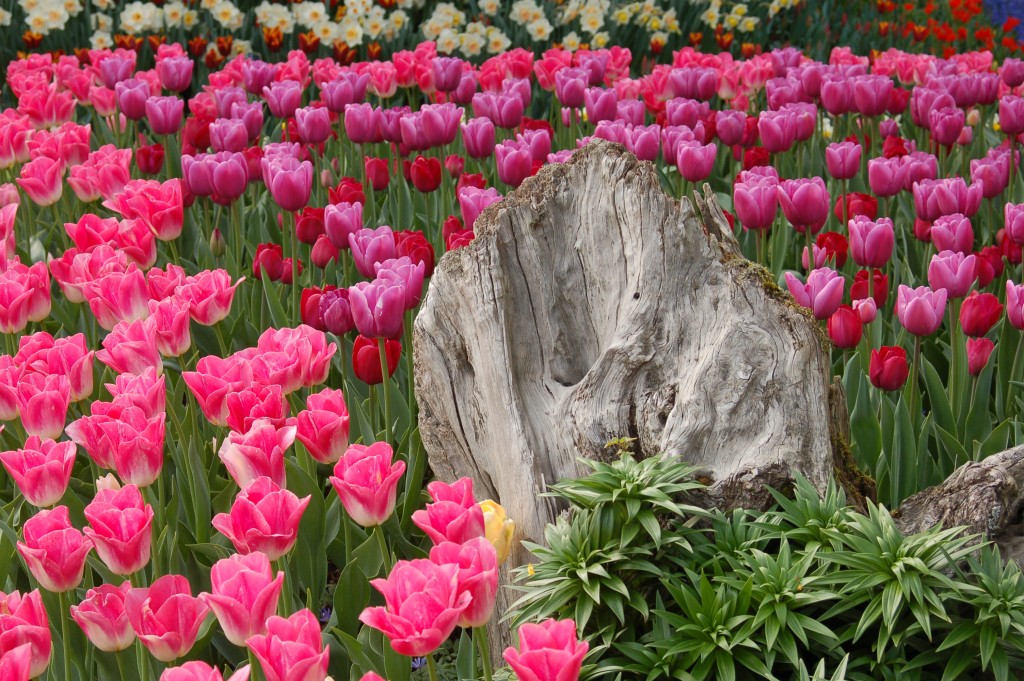 20150327_Tulips_007