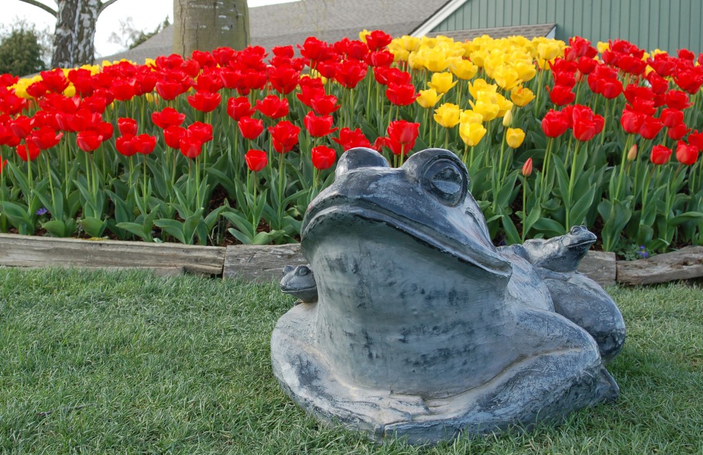 20150327_Tulips_009