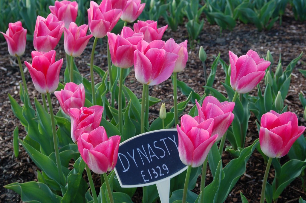 20150327_Tulips_010