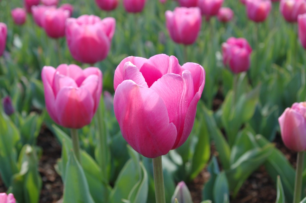 20150327_Tulips_012