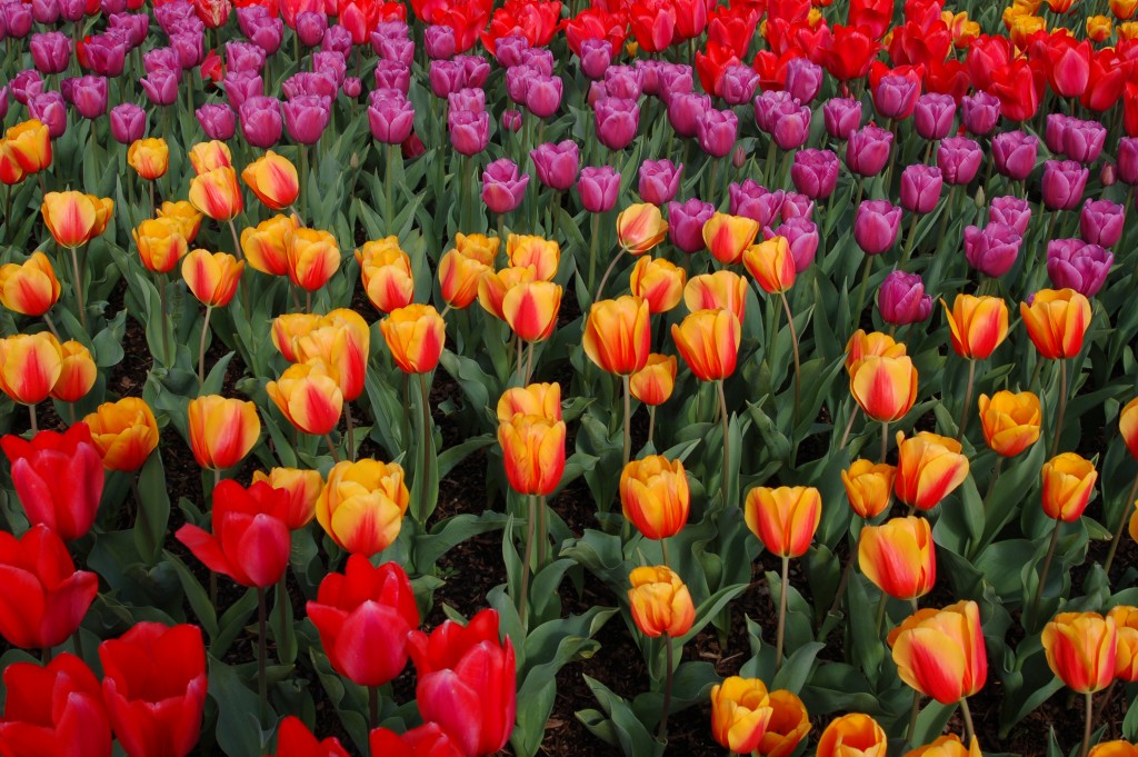 20150327_Tulips_013