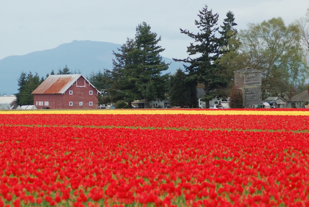 20150328_Tulips_001