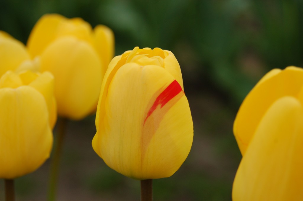 20150328_Tulips_002