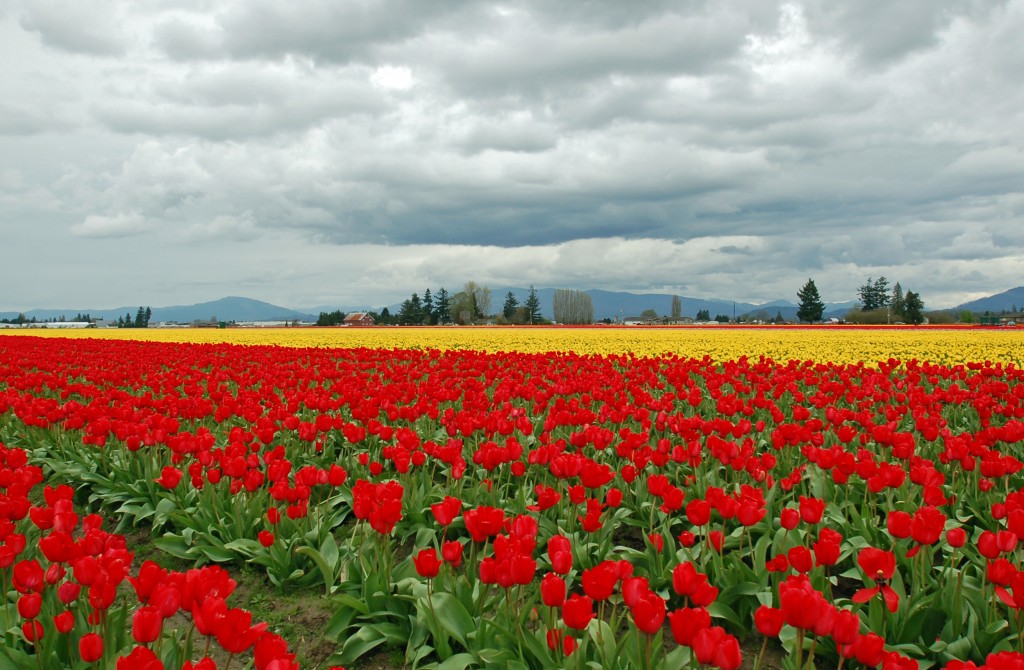 20150328_Tulips_003