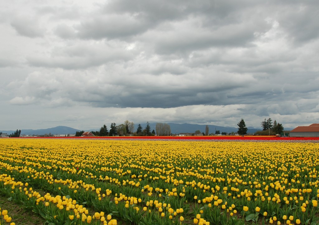 20150328_Tulips_004