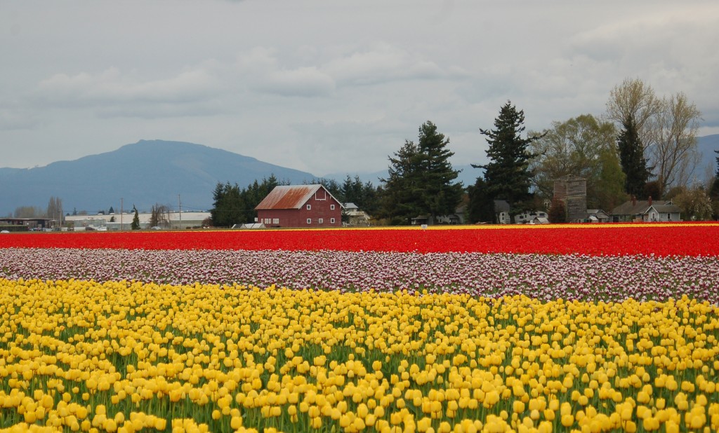 20150328_Tulips_005