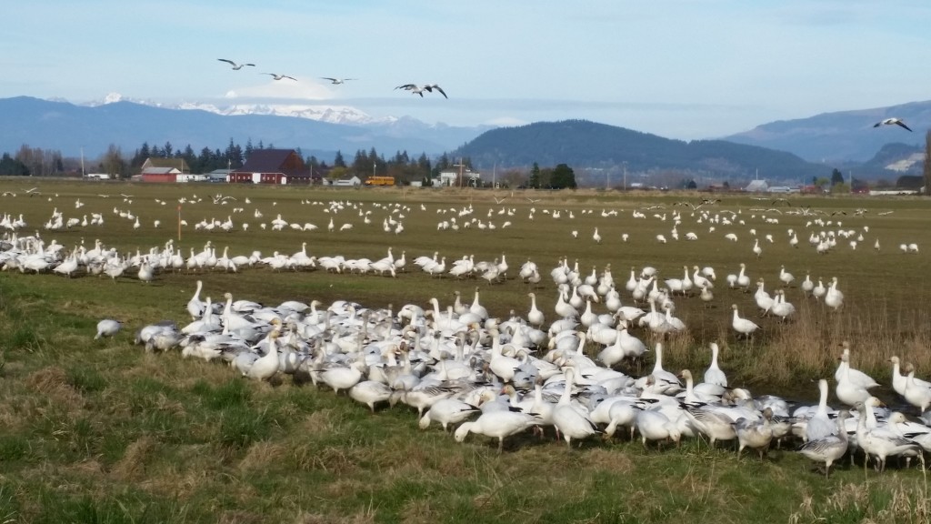 Snow Geese 1