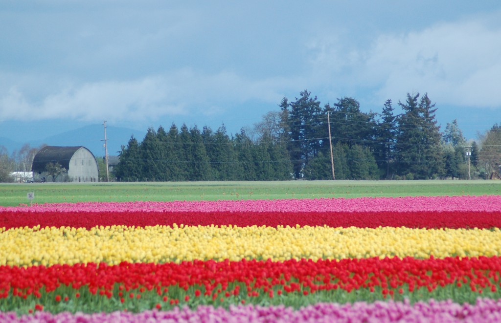 20150401_Roozengaarde_004