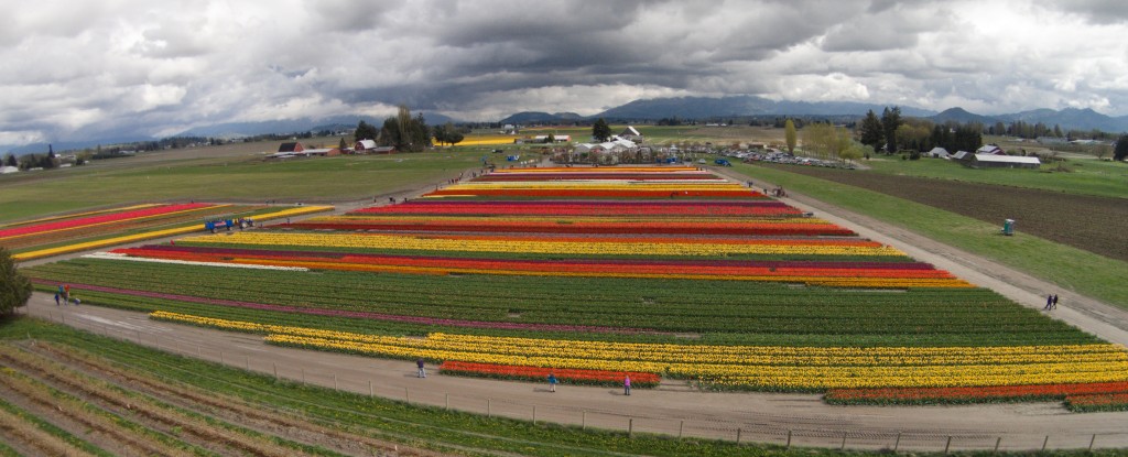 20150401_Tulip_Town_002b