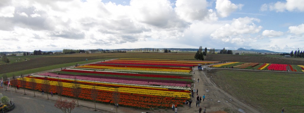 20150401_Tulip_Town_005b