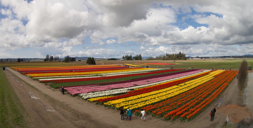 20150401_Tulip_Town_006b