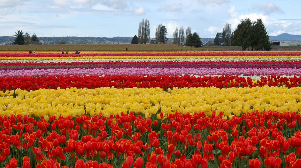 20150401_Tulip_Town_009